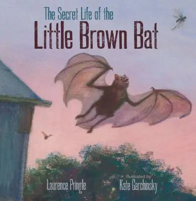 Das geheime Leben der kleinen braunen Fledermaus - The Secret Life of the Little Brown Bat