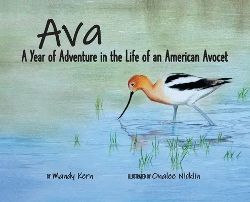 Ava: Ein Jahr voller Abenteuer im Leben eines amerikanischen Säbelschnäblers - Ava: A Year of Adventure in the Life of an American Avocet