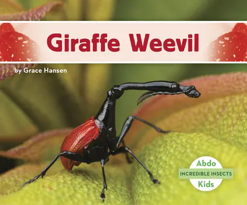 Giraffenrüsselkäfer - Giraffe Weevil