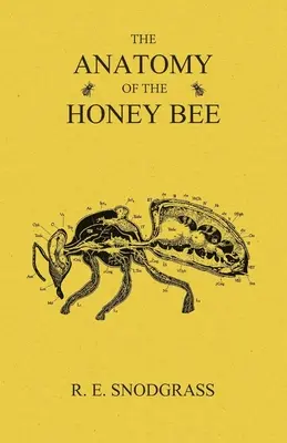 Die Anatomie der Honigbiene - The Anatomy of the Honey Bee