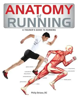 Anatomie des Laufens - Anatomy of Running
