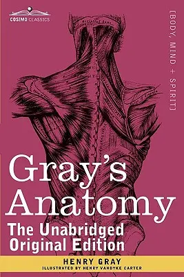 Gray's Anatomie: Beschreibend und chirurgisch - Gray's Anatomy: Descriptive and Surgical