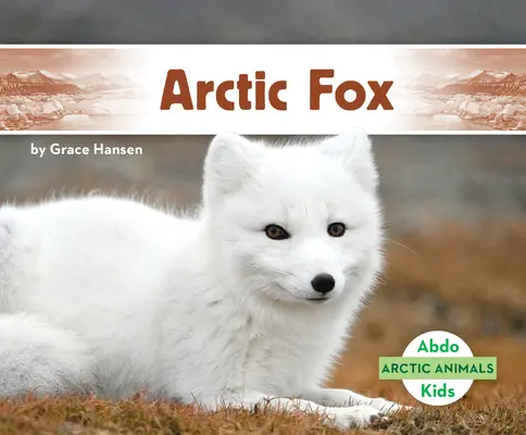 Polarfuchs - Arctic Fox