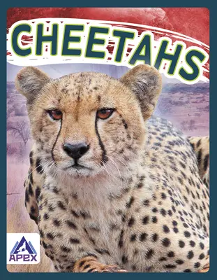 Geparden - Cheetahs