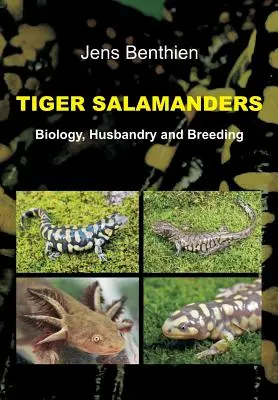 Tigersalamander - Tiger Salamanders