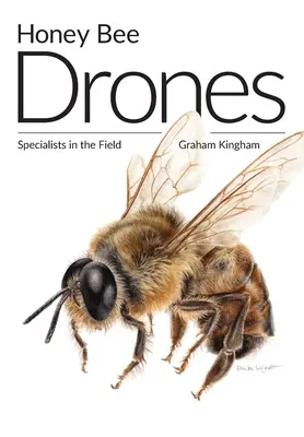 Honigbienen-Drohnen: Spezialisten auf dem Gebiet - Honey Bee Drones: Specialists in the Field