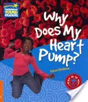 Warum pumpt mein Herz? Level 6 Factbook - Why Does My Heart Pump? Level 6 Factbook