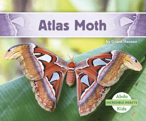 Atlas-Motte - Atlas Moth