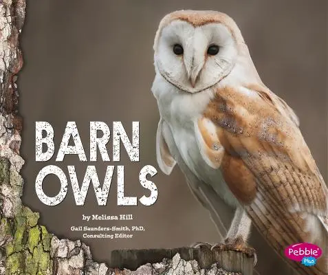 Schleiereulen - Barn Owls