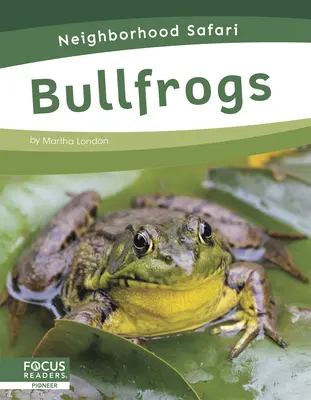 Ochsenfrösche - Bullfrogs