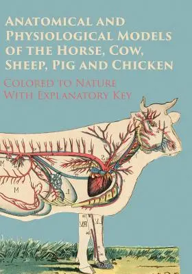 Anatomische und physiologische Modelle des Pferdes, der Kuh, des Schafes, des Schweins und des Huhns - nach der Natur koloriert - mit Erklärungsschlüssel - Anatomical and Physiological Models of the Horse, Cow, Sheep, Pig and Chicken - Colored to Nature - With Explanatory Key