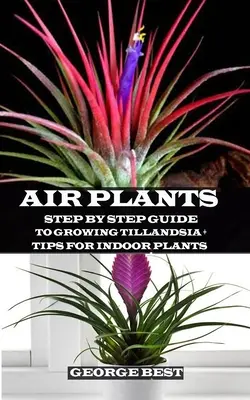 Luftpflanze: Schritt-für-Schritt-Anleitung für die Aufzucht von Tillandsia + Tipps für Zimmerpflanzen - Air Plant: Step by Step Guide to Growing Tillandsia + Tips for Indoor Plants