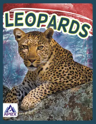 Leoparden - Leopards