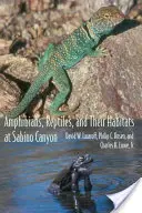 Amphibien, Reptilien und ihre Lebensräume im Sabino Canyon - Amphibians, Reptiles, and Their Habitats at Sabino Canyon