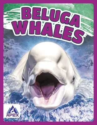 Beluga-Wale - Beluga Whales