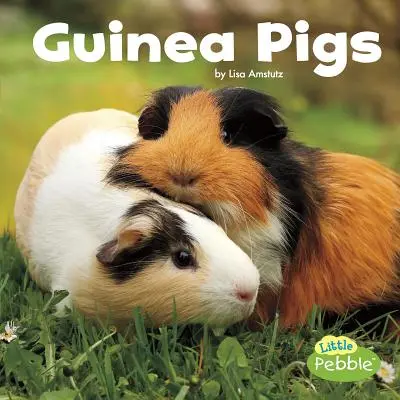 Meerschweinchen - Guinea Pigs