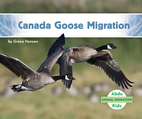 Kanadagans-Wanderung - Canada Goose Migration