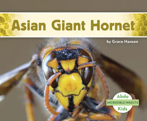 Asiatische Riesenhornisse - Asian Giant Hornet