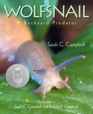 Wolfsschnecke: Ein Raubtier im Hinterhof - Wolfsnail: A Backyard Predator