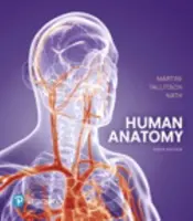 Menschliche Anatomie - Human Anatomy