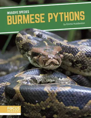 Birmesische Pythons - Burmese Pythons