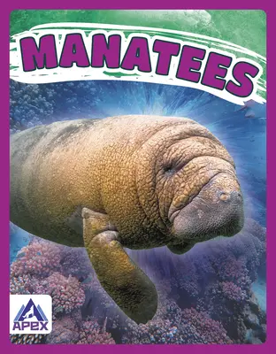 Seekühe - Manatees