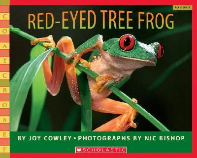 Rotäugiger Laubfrosch - Red-Eyed Tree Frog