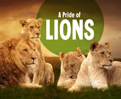 Der Stolz der Löwen - Pride of Lions