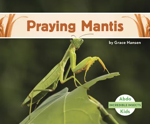 Gottesanbeterin - Praying Mantis