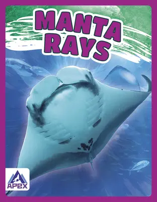 Manta-Rochen - Manta Rays