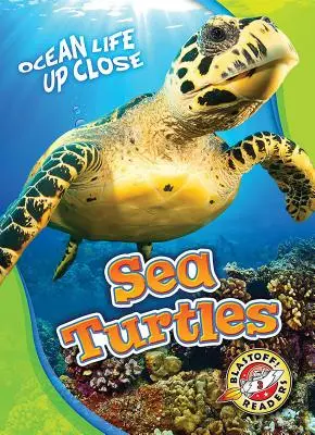 Meeresschildkröten - Sea Turtles