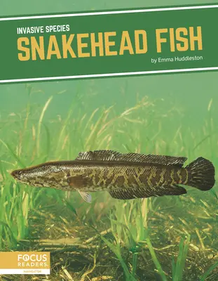 Schlangenkopf-Fisch - Snakehead Fish