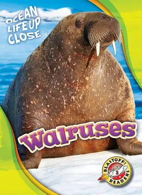 Walrosse - Walruses