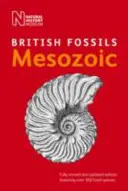 Britische mesozoische Fossilien - British Mesozoic Fossils