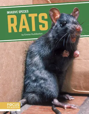 Ratten - Rats