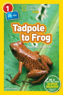 National Geographic Readers: Von der Kaulquappe zum Frosch (L1/Co-Reader) - National Geographic Readers: Tadpole to Frog (L1/Co-Reader)