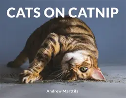 Katzen auf Katzenminze - Cats on Catnip