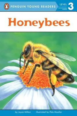 Honigbienen - Honeybees