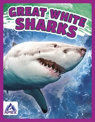 Weiße Haie - Great White Sharks