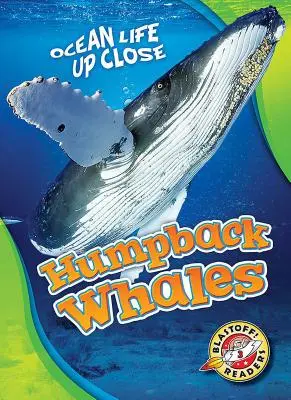 Buckelwale - Humpback Whales