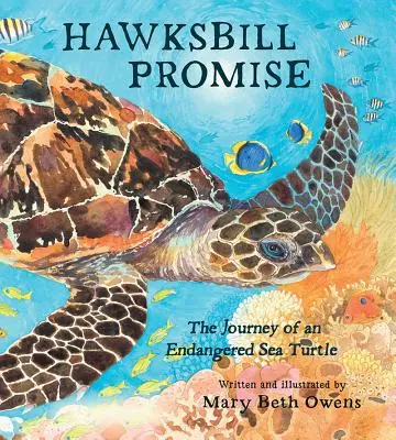 Hawksbill Promise: Die Reise einer bedrohten Meeresschildkröte - Hawksbill Promise: The Journey of an Endangered Sea Turtle