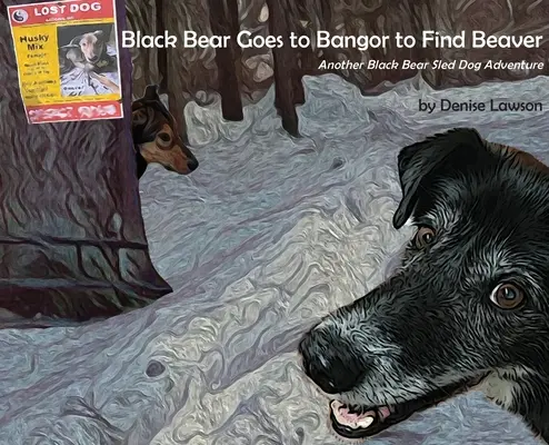 Schwarzbär geht nach Bangor, um Biber zu finden - Black Bear Goes to Bangor to Find Beaver