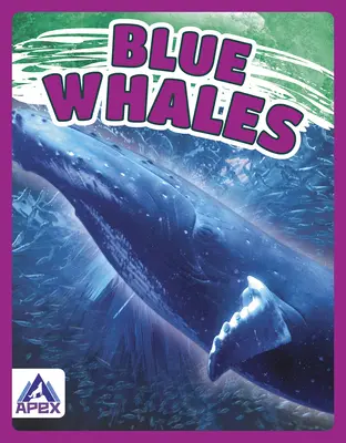 Blaue Wale - Blue Whales