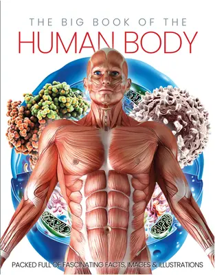 Das große Buch des menschlichen Körpers - The Big Book of the Human Body