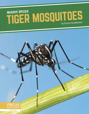 Tigermücken - Tiger Mosquitoes