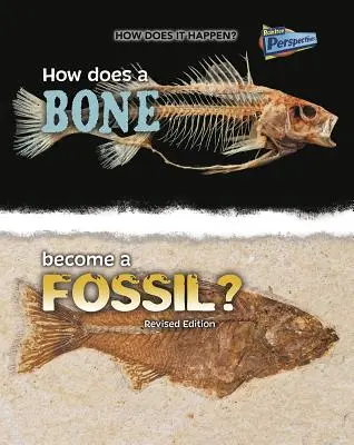 Wie wird ein Knochen zu einem Fossil? - How Does a Bone Become a Fossil?