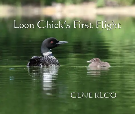 Der erste Flug eines Seetaucherkükens - Loon Chick's First Flight