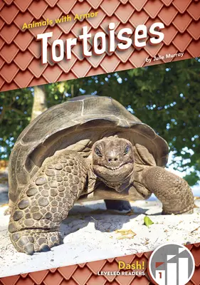 Landschildkröten - Tortoises