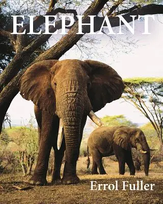 Elefant - Elephant