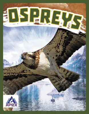 Fischadler - Ospreys